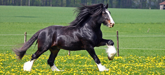 Лошади породы шайр — самые большие в мире (7 фото)