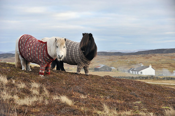Шетлендские пони в свитерах