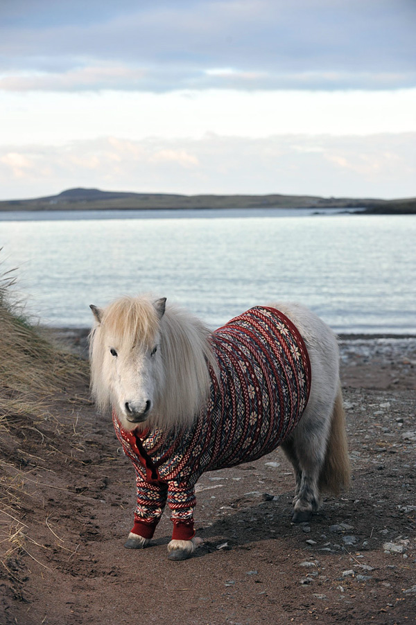 Шетлендские пони в свитерах