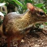 Яванский канчиль — самый маленький из парнокопытных (5 фото)
