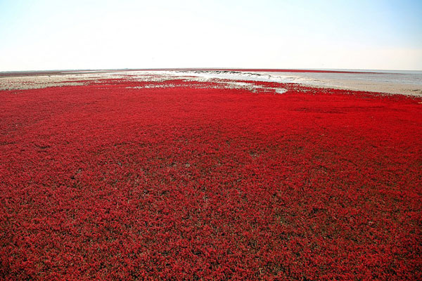 Красный пляж Паньцзинь в Китае