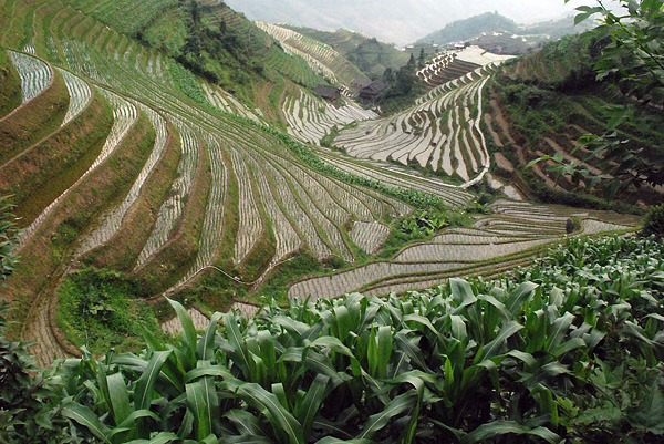 Рисовые поля Бали и Китая
