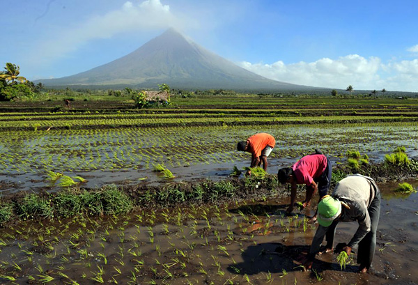 Рисовые поля Бали и Китая