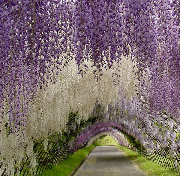 Тоннель глициний в саду цветов Кавати Фудзи