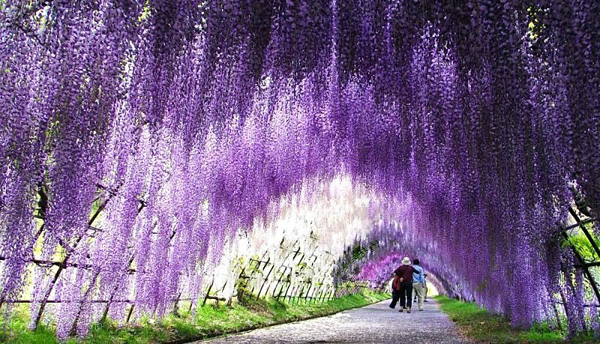 Тоннель глициний в саду цветов Кавати Фудзи