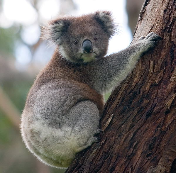 Сумчатый медведь коала