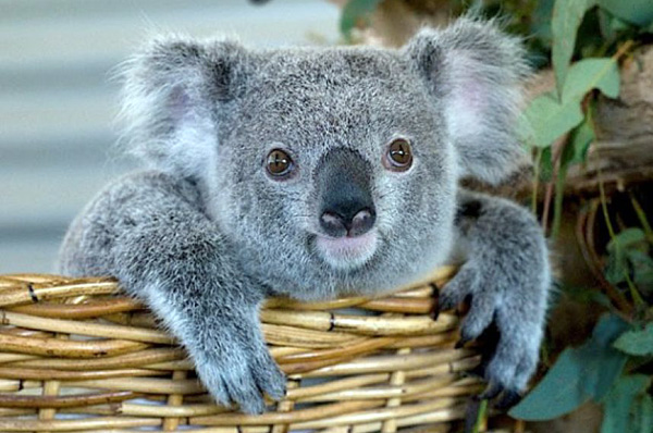 Сумчатый медведь коала