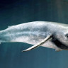 Синий кит - cамое большое животное на планете