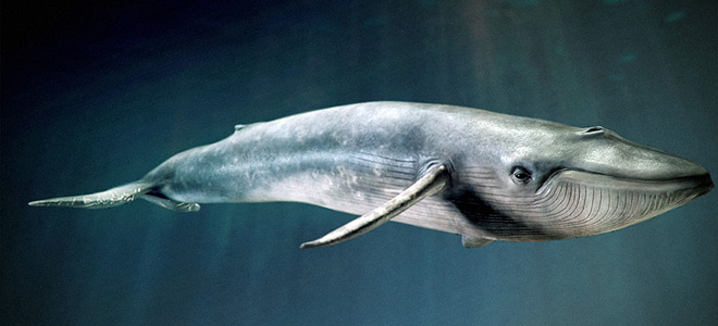 Синий кит — самое большое животное на планете (3 фото)