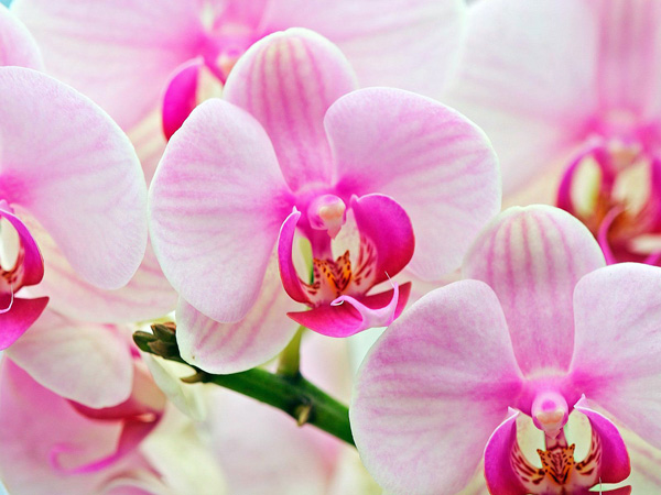 Орхидея - королева цветов