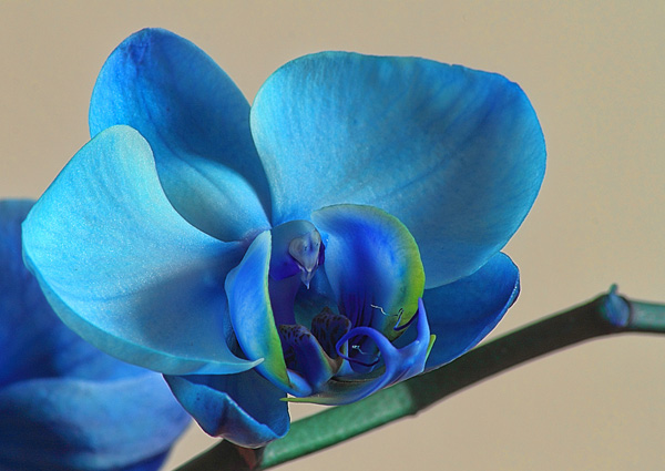 Орхидея - королева цветов