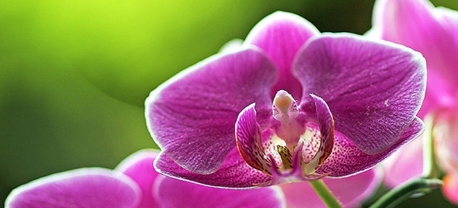 Орхидея — королева цветов (5 фото)